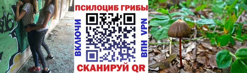 Псилоцибиновые грибы мухоморы  наркота  Светлогорск 